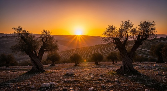 Why Does God Protect Israel? Biblical Covenant Truth